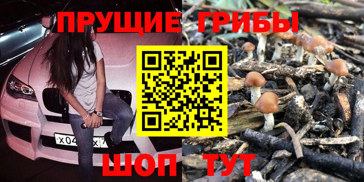 Псилоцибиновые грибы GOLDEN TEACHER Курчалой